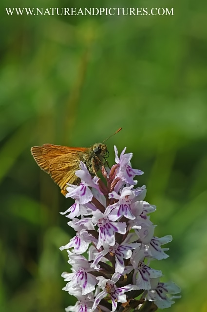 large skipper butterfly-3.jpg - LARGE SKIPPER ON COMMON SPOTTED ORCHID - NOAR HILL - SELBORNE, HANTS - 1.7.06